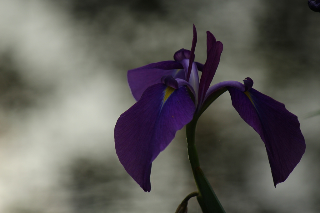 花菖蒲