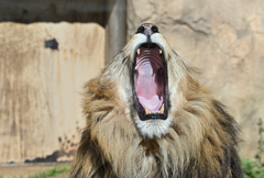 ライオンのあくび