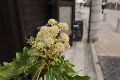 四間道を飾る花