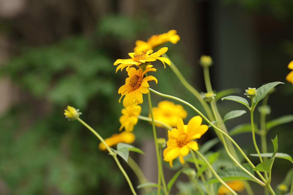 夏の花