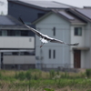 超貴重な幸せを運びに来た鳥さん