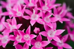 花　花