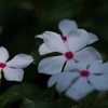 木陰
