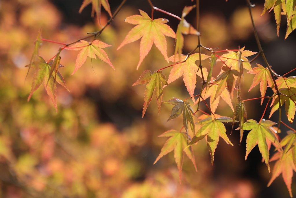 紅葉