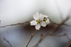 10月の桜