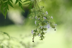 涼しさを