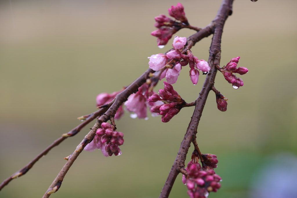 枝垂れ桜