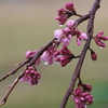 枝垂れ桜