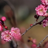 紅梅