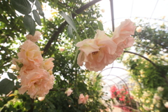 薔薇のアーチ