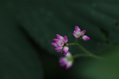 可愛そうな名の花