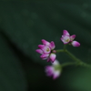 可愛そうな名の花