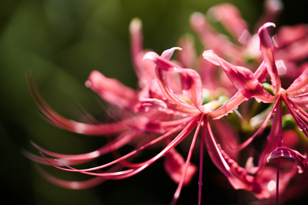 曼殊沙華色々　赤