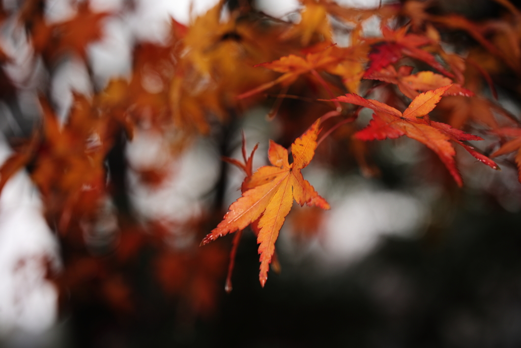 初冬の紅葉
