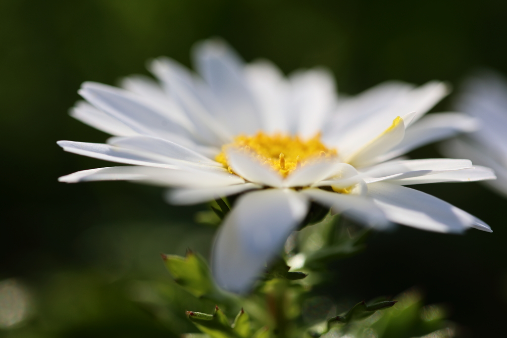 春の陽に輝いて