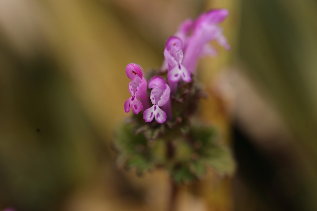 小さな仏様たち