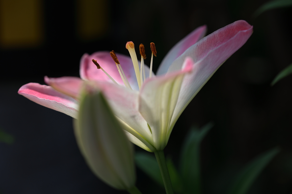  Spotlight