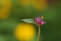 ちっちゃなちっちゃな花一輪