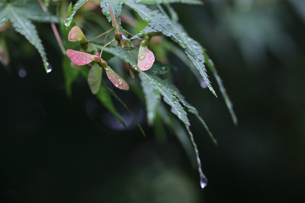 雨