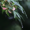 雨