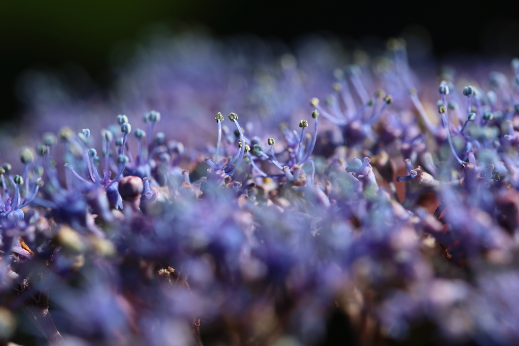 小さな花の乱舞