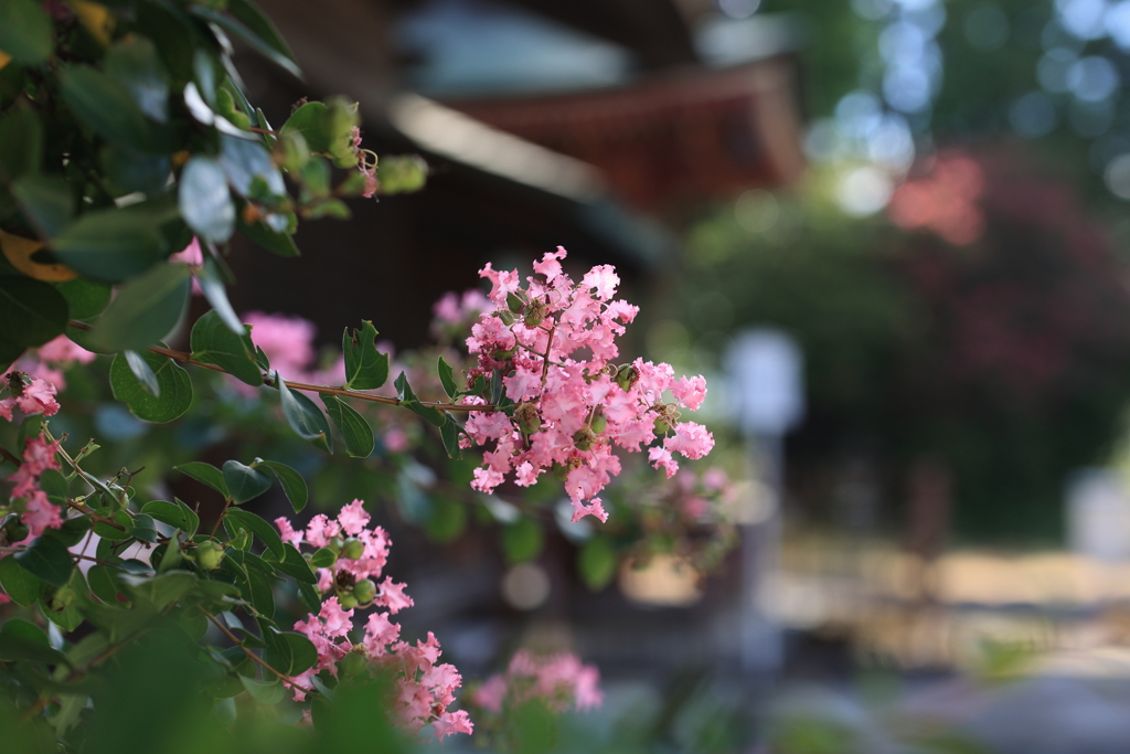 お寺の花