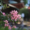 お寺の花