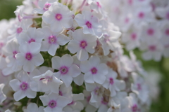 白い花