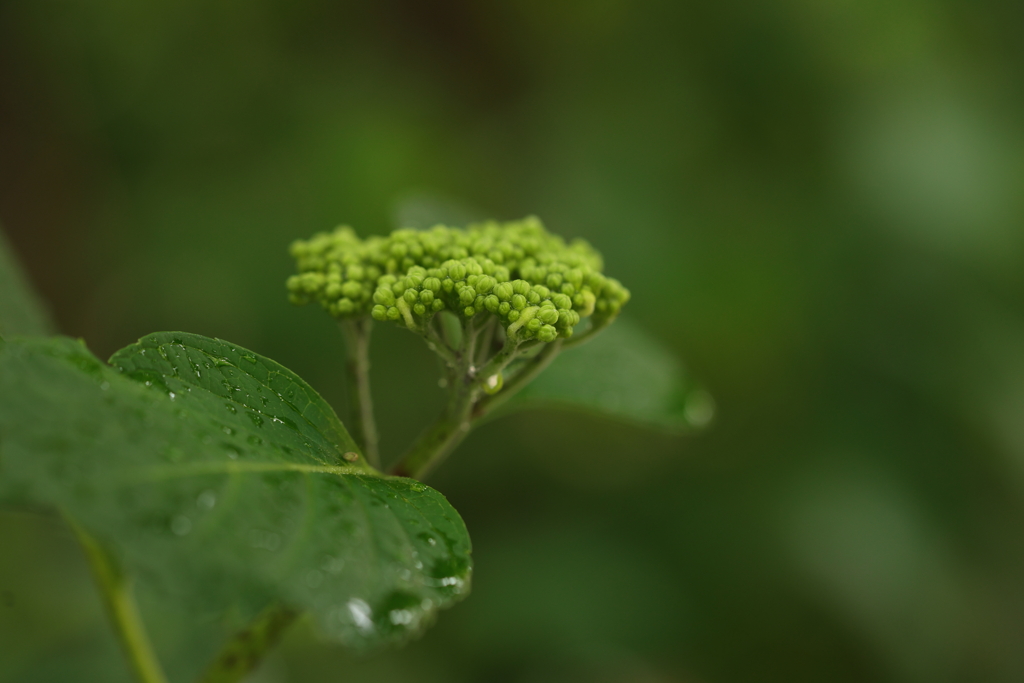 開花準備中
