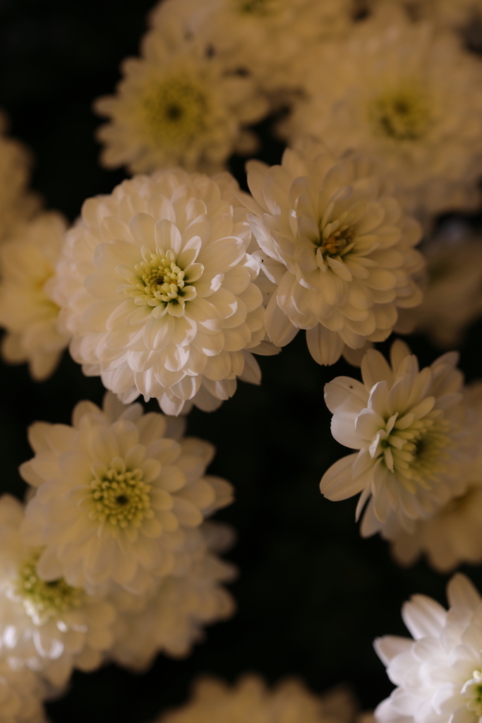 菊