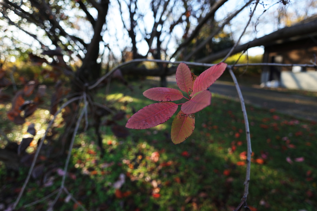赤い葉