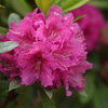 5月の花