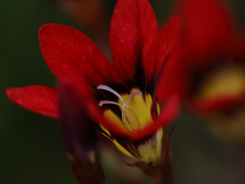恋に落ちて・・・Harlequin flower