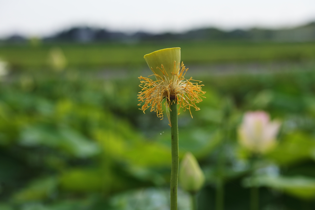 花托