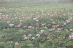 レンコン畑の朝