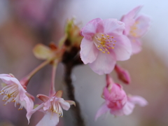 河津桜