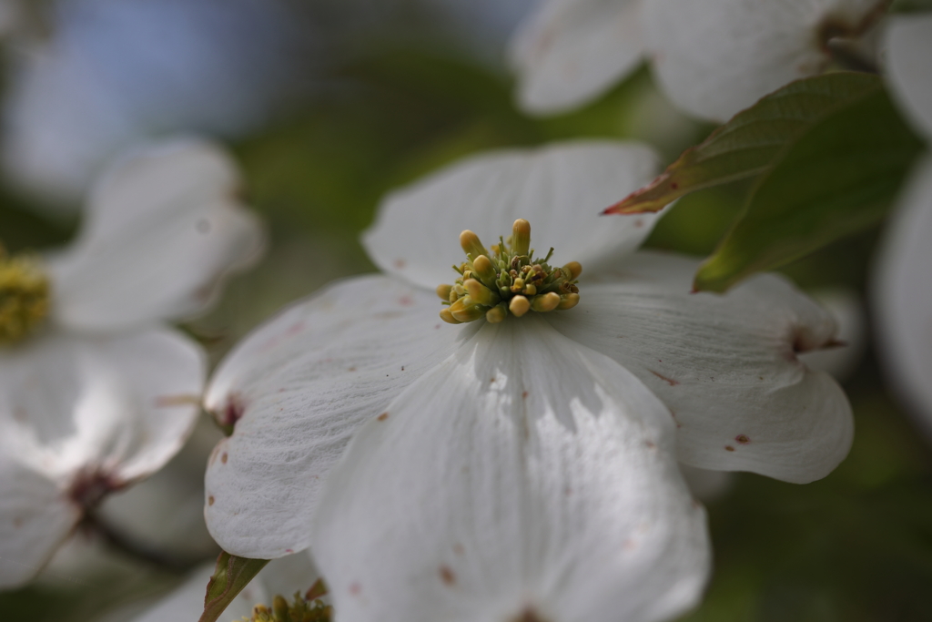花水木の花は?
