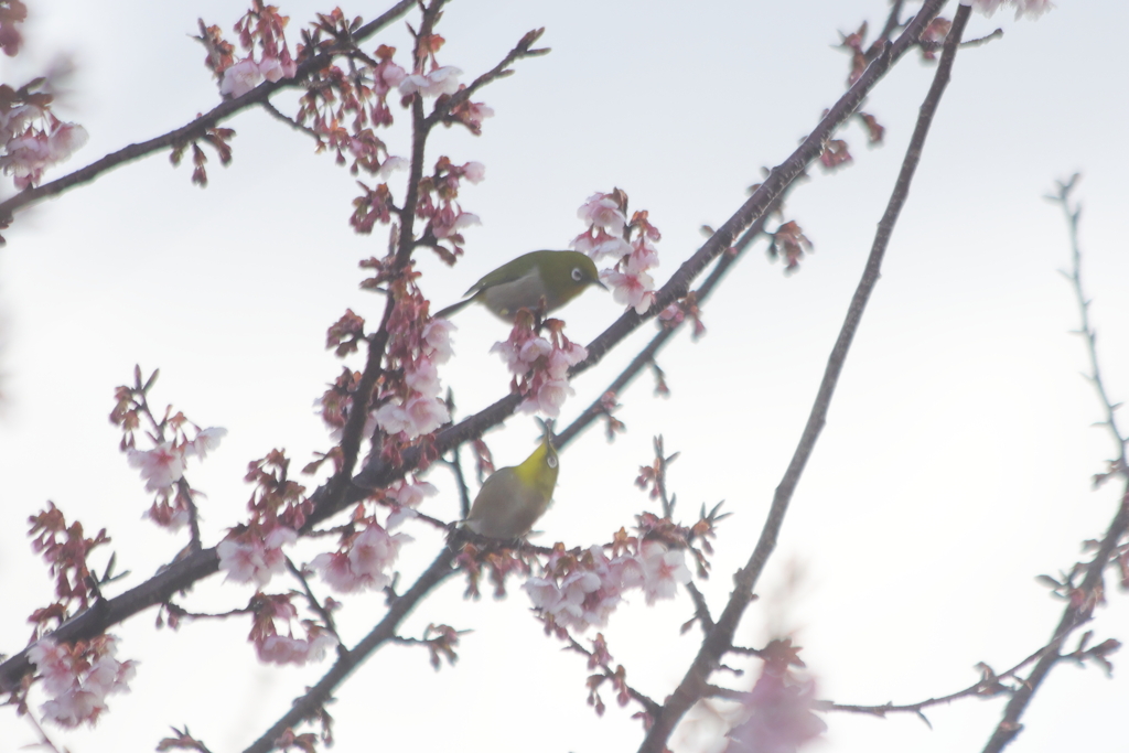 花見デート