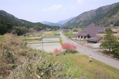 根尾谷の春　地震の跡