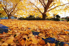 落葉踏みしめて