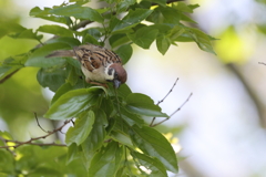 たまには僕だって撮って！