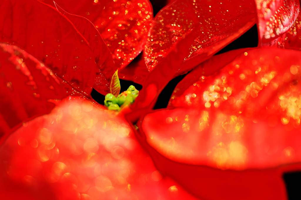 クリスマス装飾