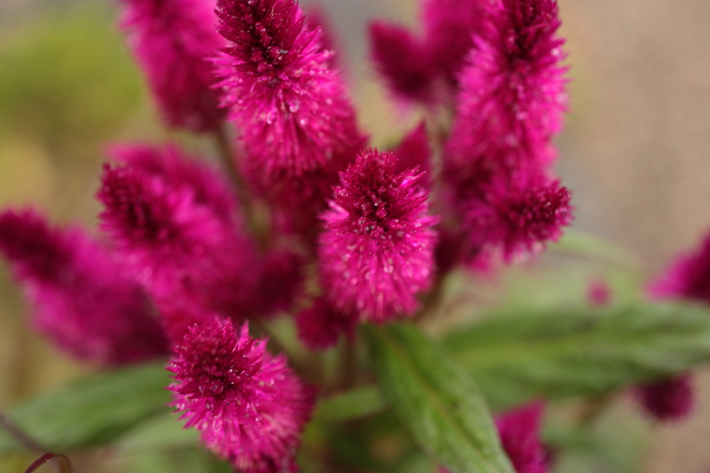 花びらの無い花