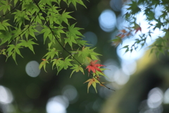 百済寺の秋