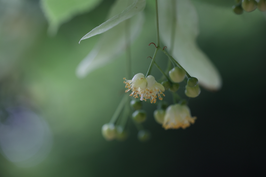 菩提樹の花