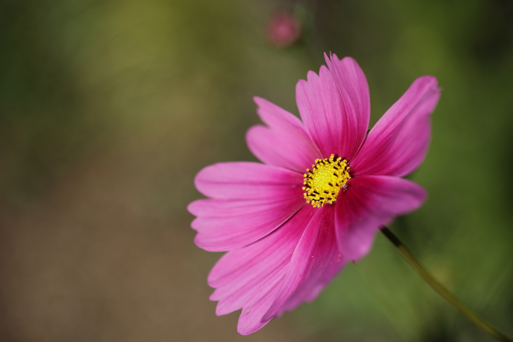 ピンクの花