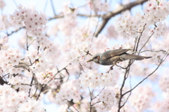 ピヨ桜