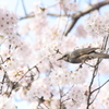 ピヨ桜