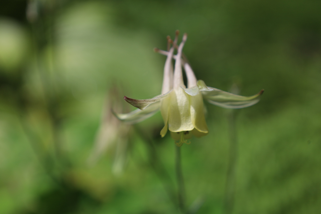 黄花の山苧環