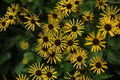 打ち上げ花火